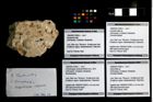 Foto (Objekt + Etikett) von Goniodromites sp.  (NHMW-GEO-1990-0041-3308b)
